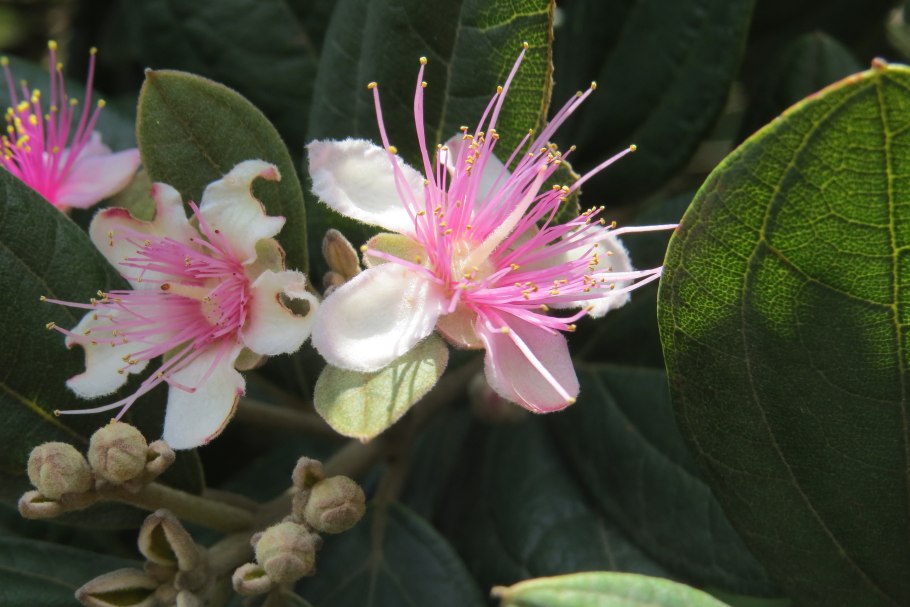 Паувлониа томентоза