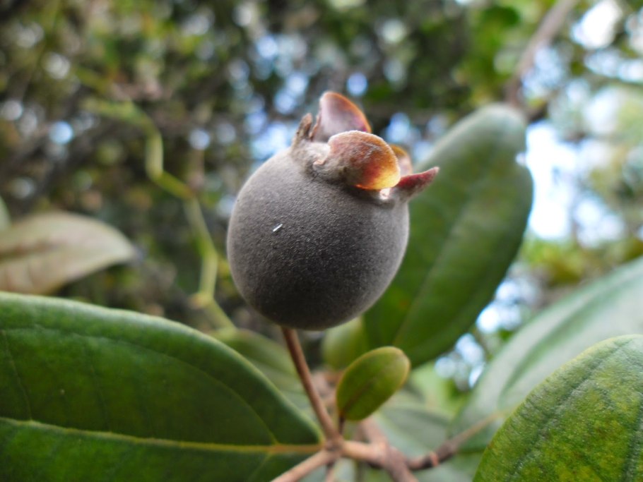 Elaeagnus commutata плод