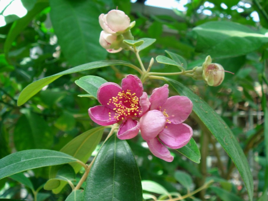 Цветок красивый