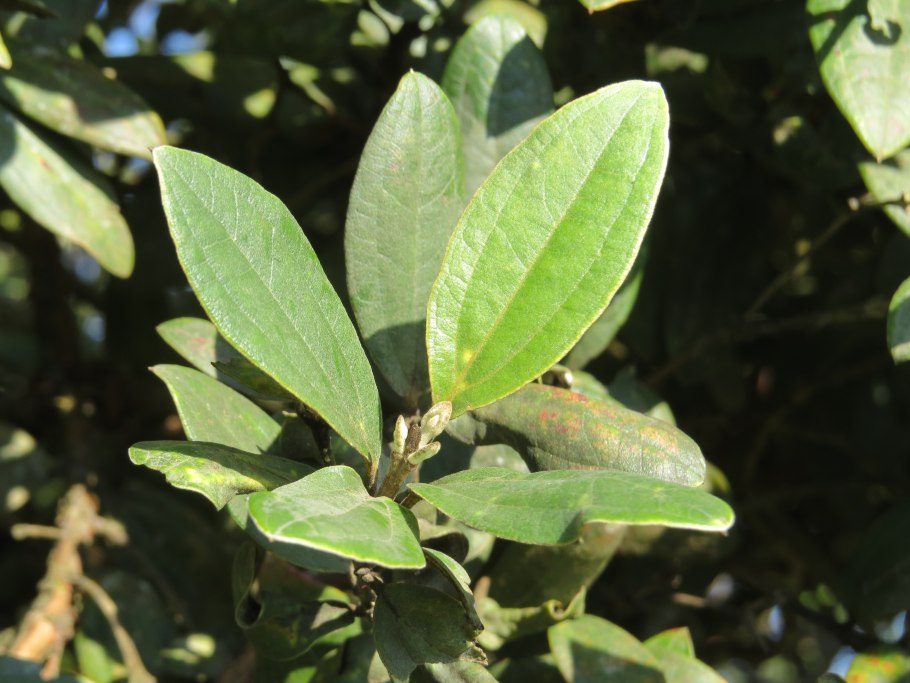 Rhamnus californica