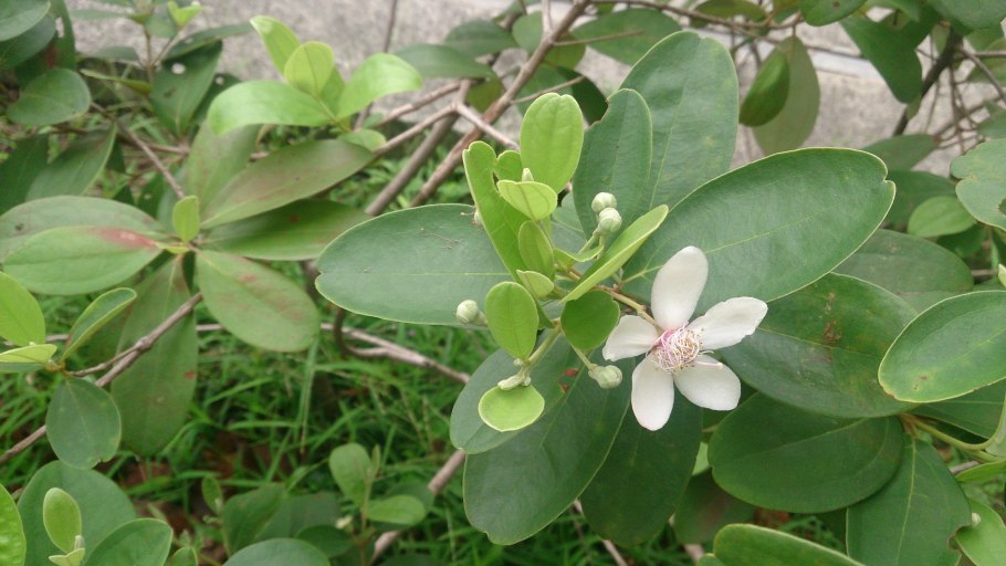 Pereskia weberiana