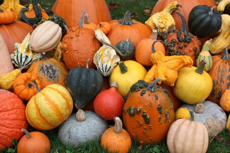 Тыква на бахче