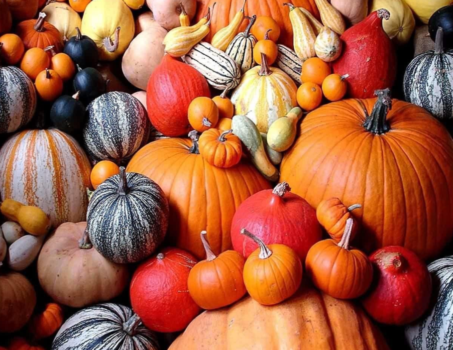 Тыква мускатная Аннушка