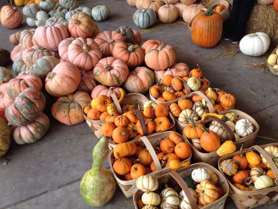 Семечки тыквы