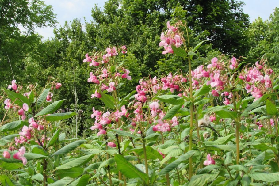 Impatiens glandulifera – бальзамин