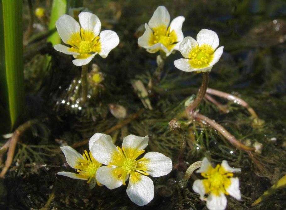 Лютик водный ranunculus aquatilis