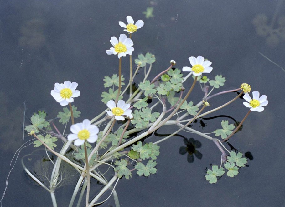 Ranunculus aquatilis