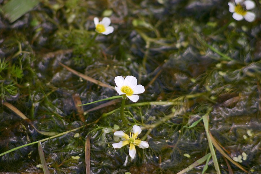 Ranunculus fluitans