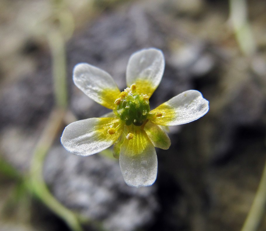 Ranunculus trichophyllus