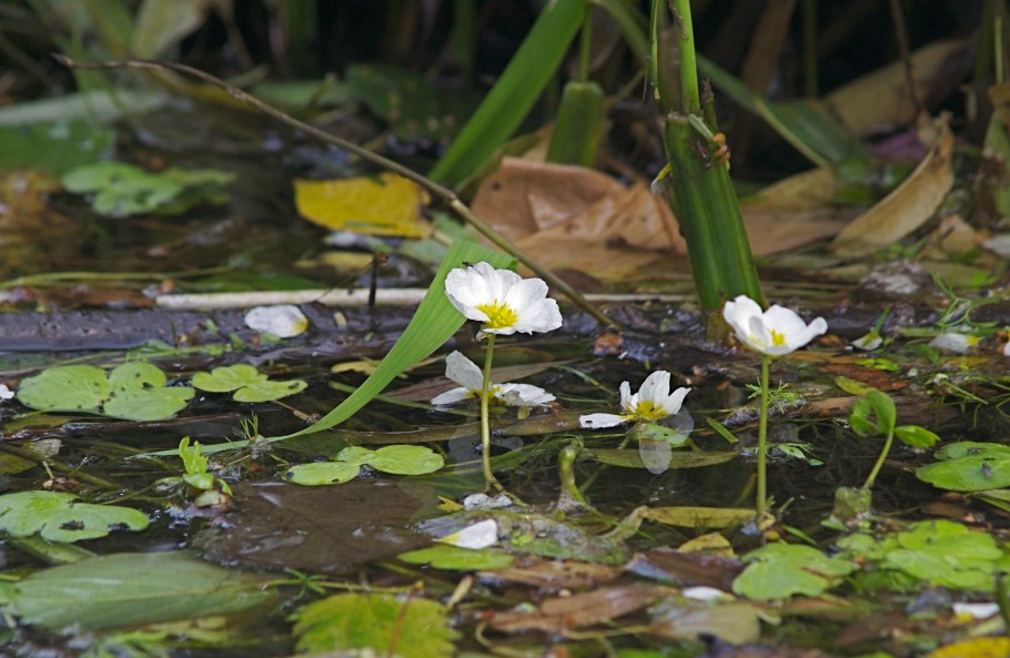 Ranunculus circinatus
