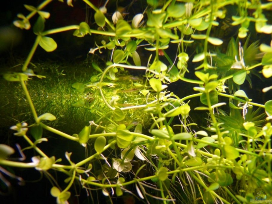 Аквариумное растение