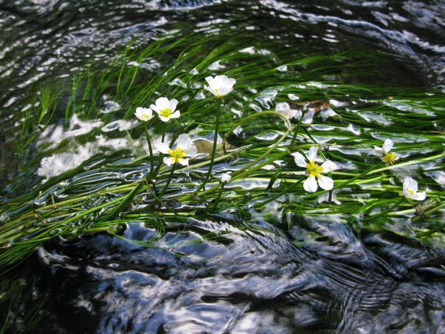 Ranunculus fluitans