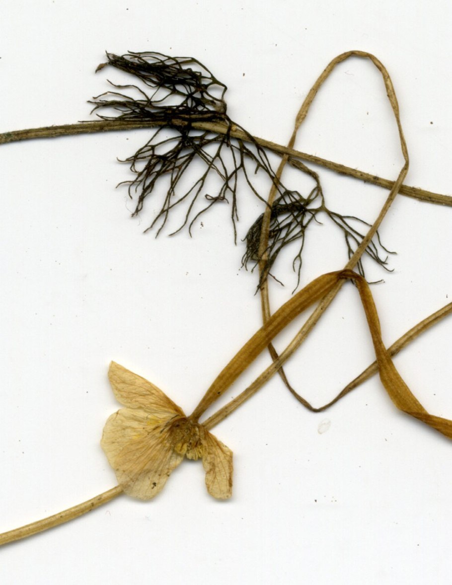 Белокрыльник болотный гербарий