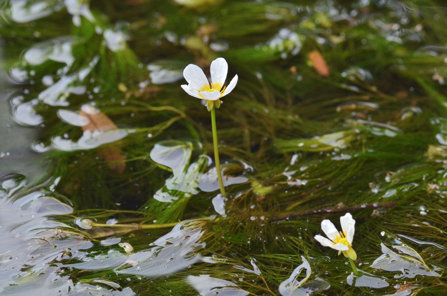Лютик водный ranunculus aquatilis