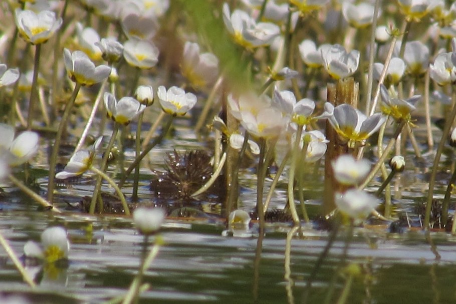 Ranunculus fluitans