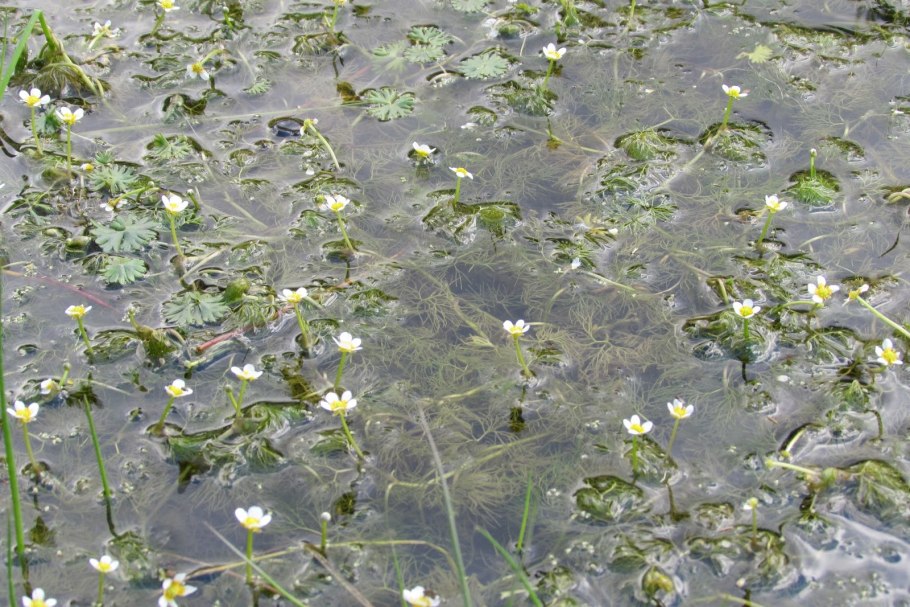 Ranunculus trichophyllus