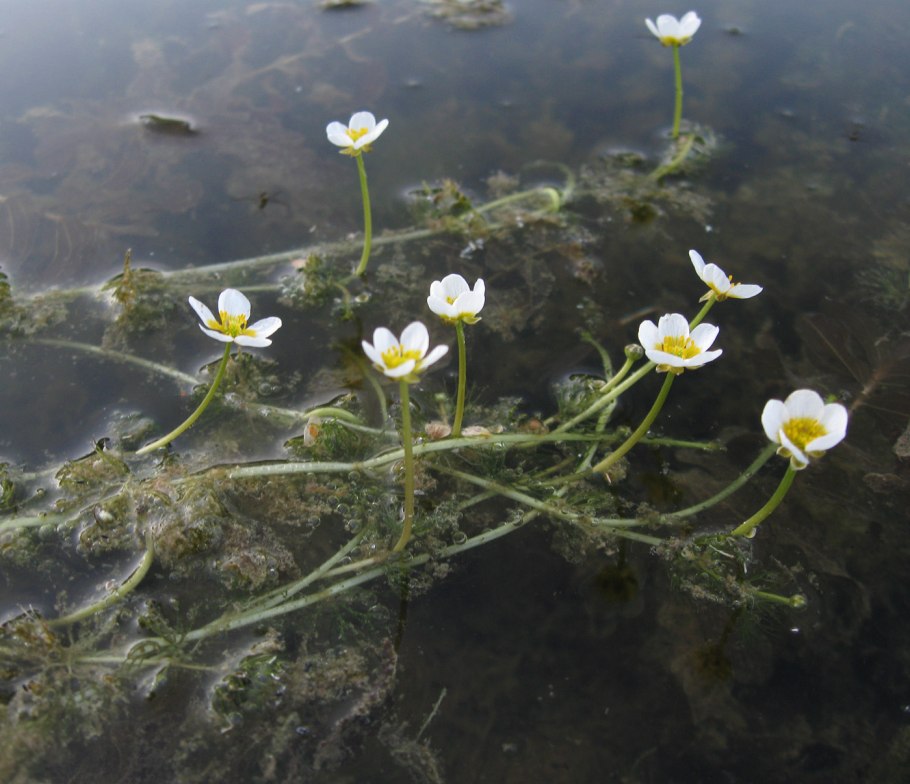 Ranunculus aquatilis