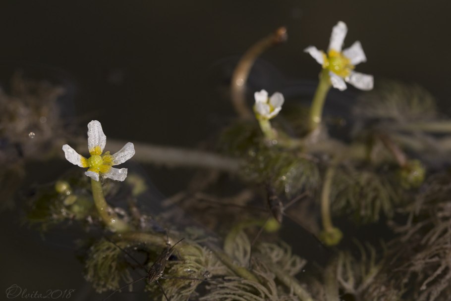 Ranunculus aquatilis var