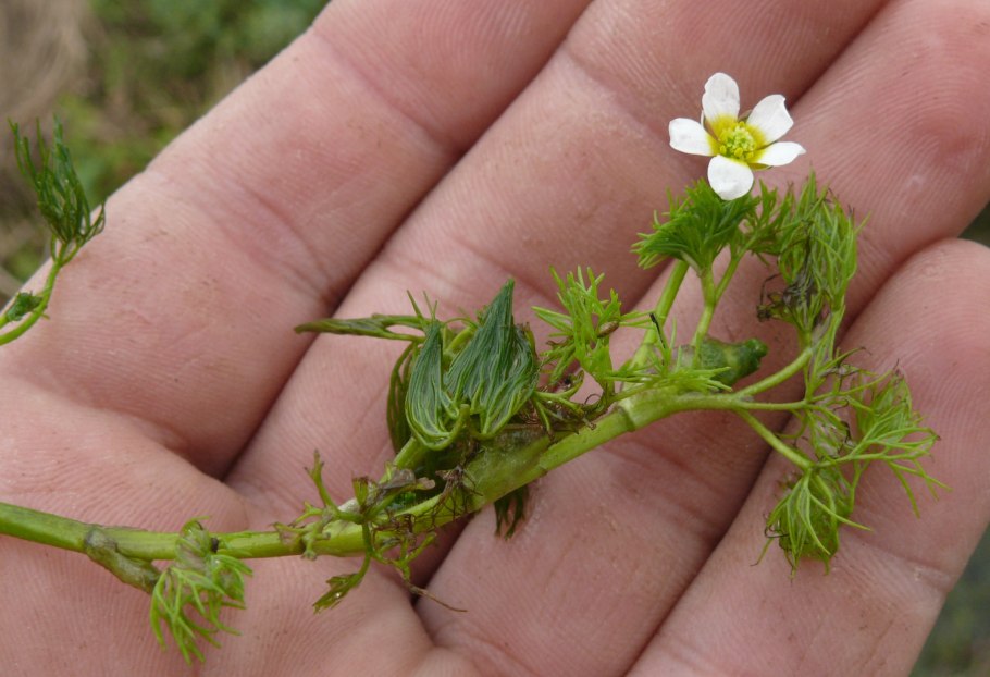 Ranunculus trichophyllus