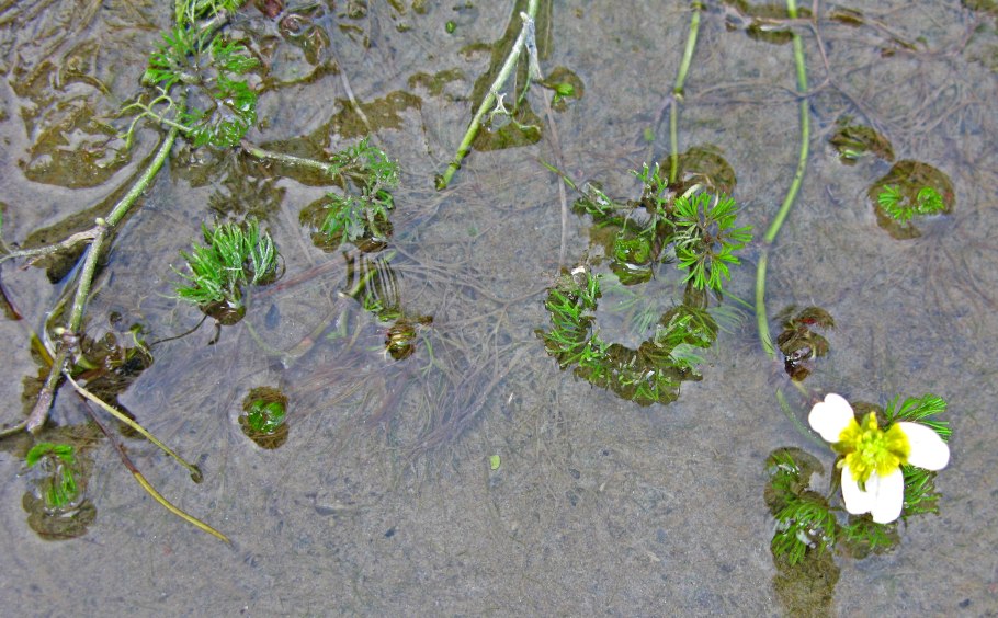 Лютик водный ranunculus aquatilis