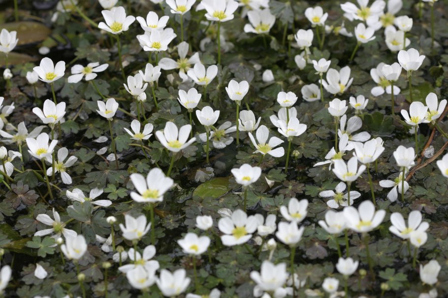 Водокрас лягушачий (hydrocharis morsus-ranae)