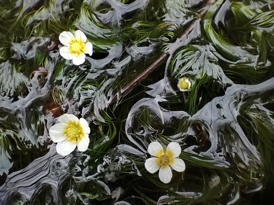Ranunculus fluitans