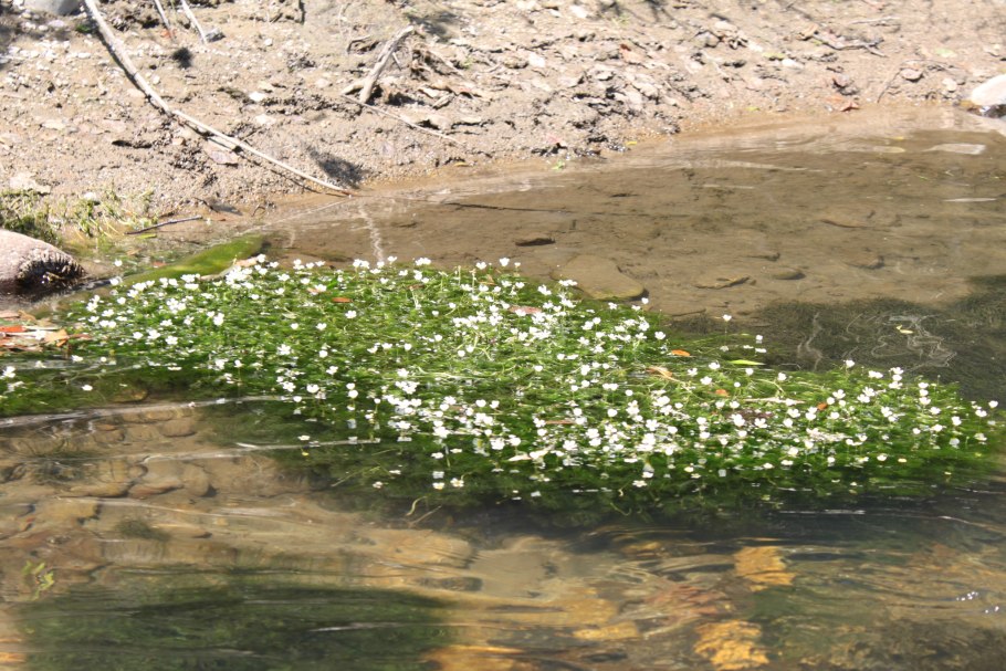 Мшанка шиловидная