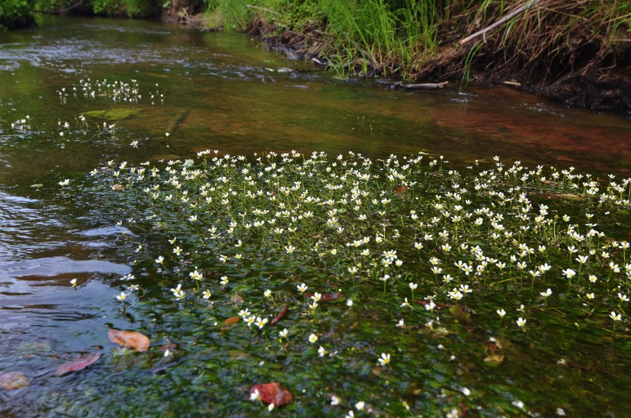 Водяной лютик