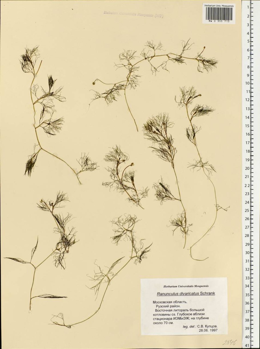 Торица обыкновенная