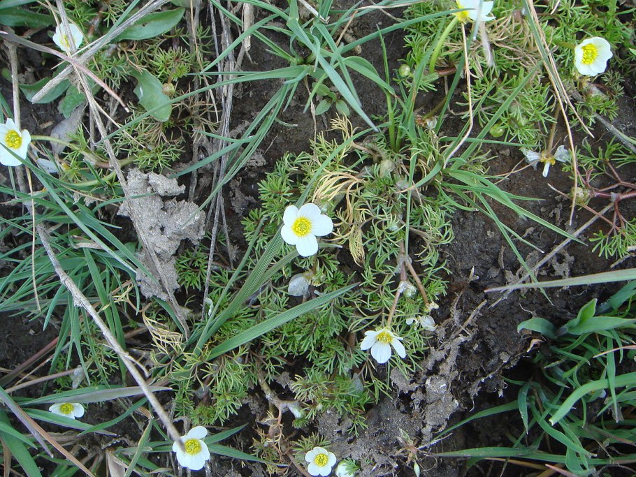 Ranunculus trichophyllus