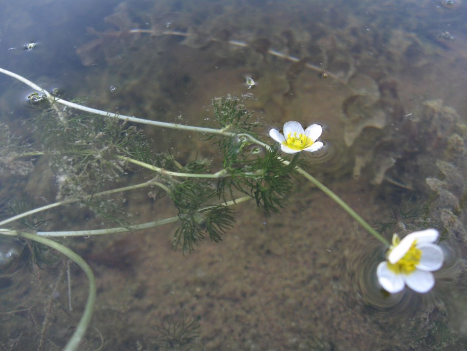 Ranunculus trichophyllus
