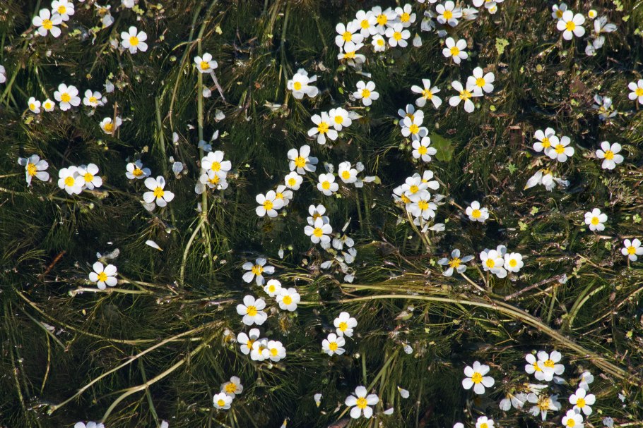 Ranunculus penicillatus