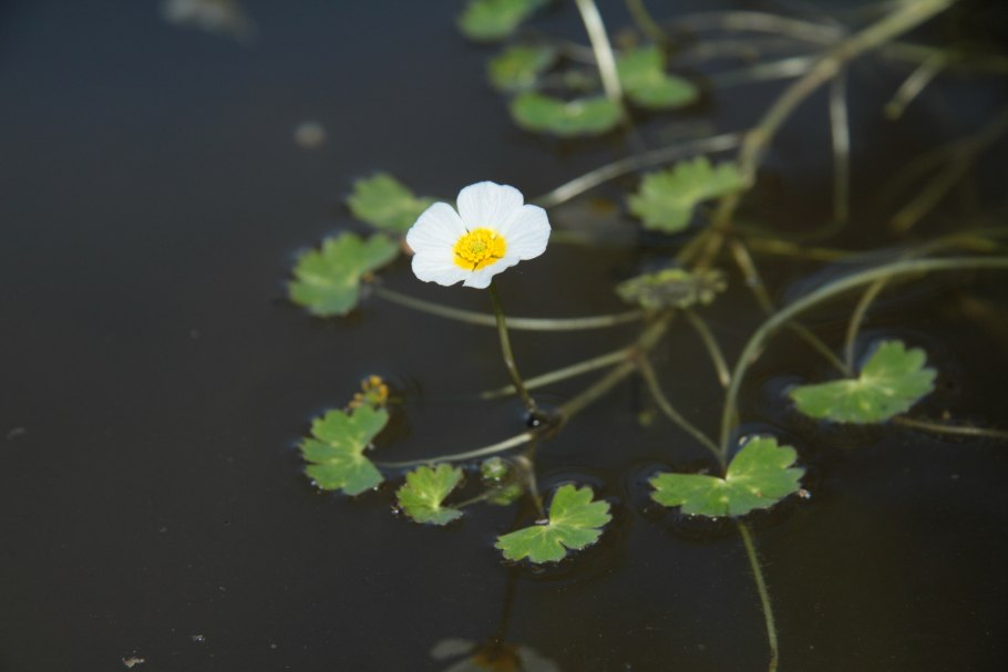 Ranunculus hederaceus