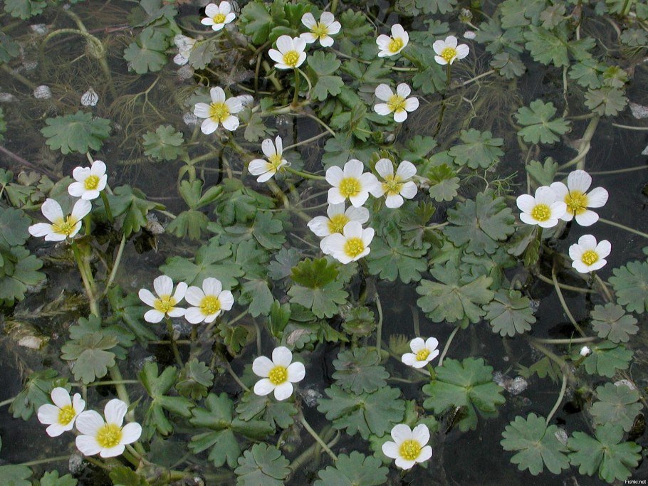 Ranunculus aquatilis plant