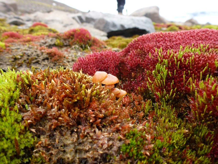 Мох кладония красная