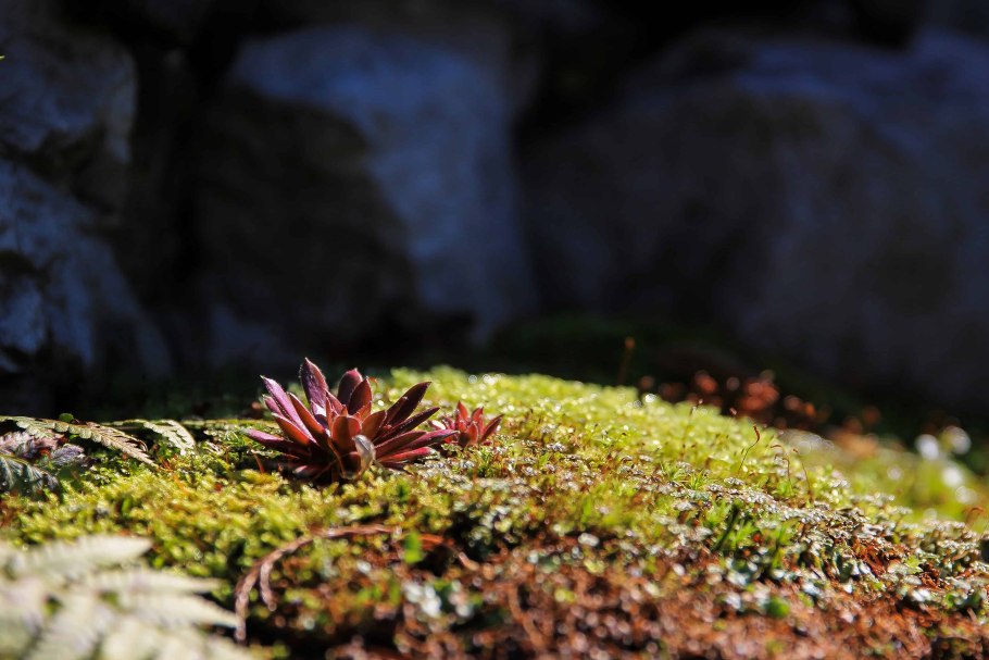 Красный мох калоглосса