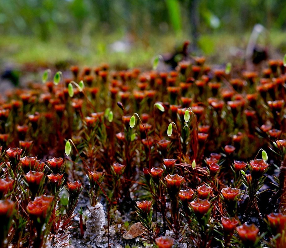 Красный сфагнум