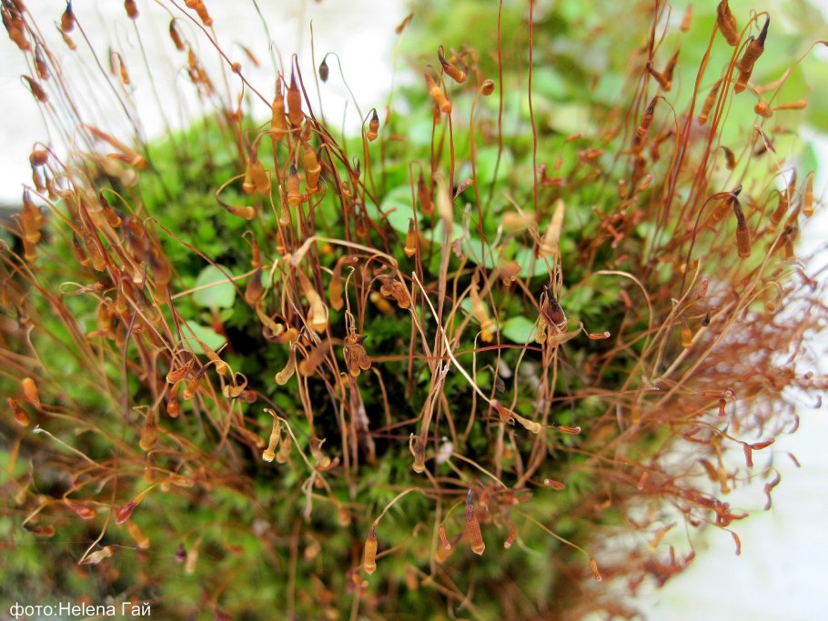 Кукушкин лен мох