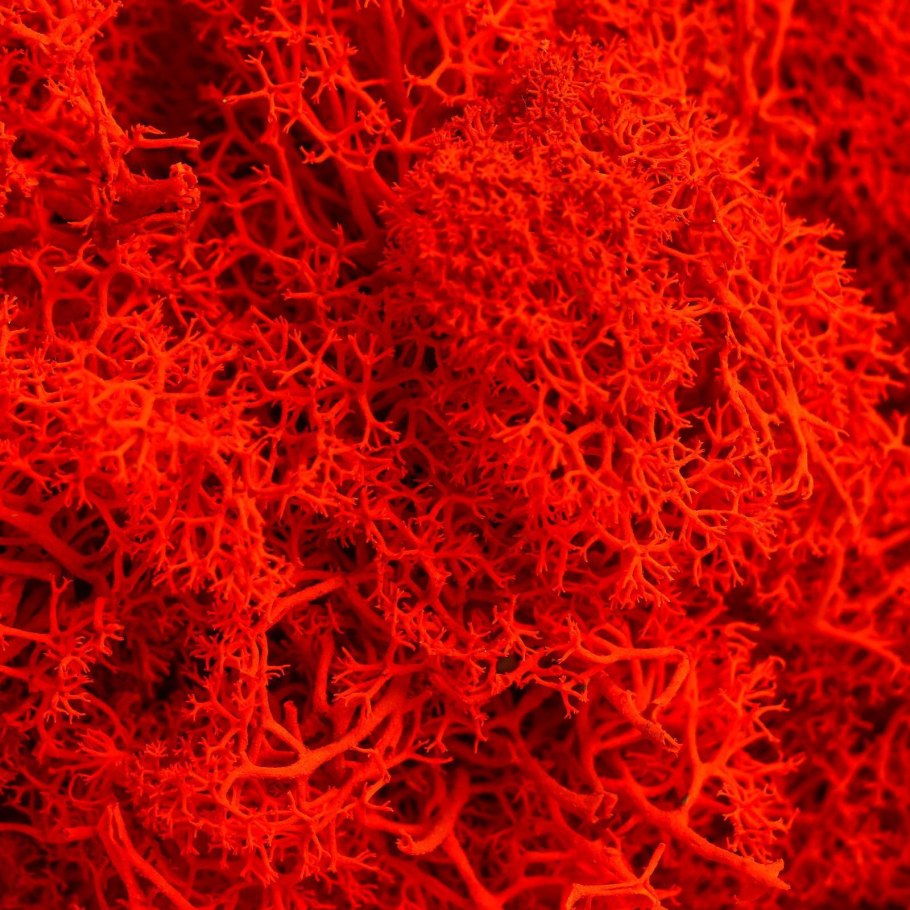 Лишайники Мещеры