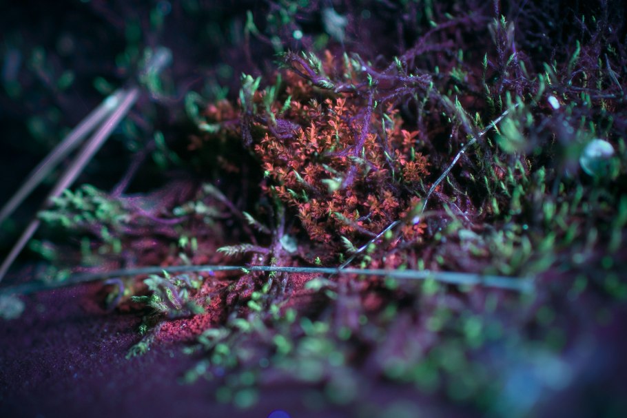 Мох сфагнум красный бурый