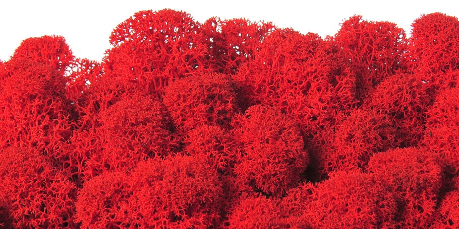 Красный мох ягель