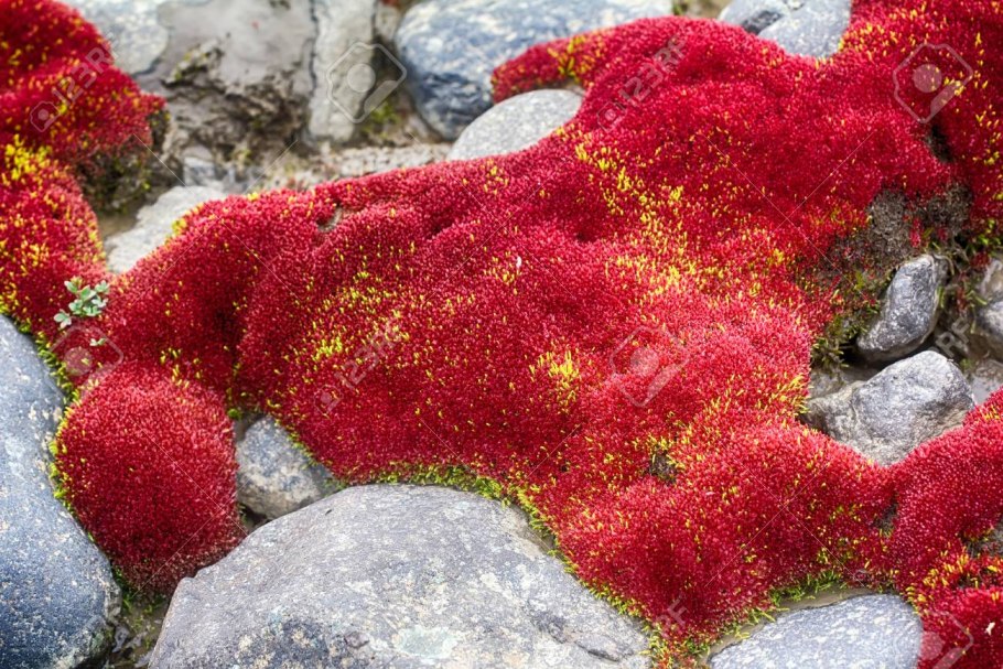 Красный мох в тундре