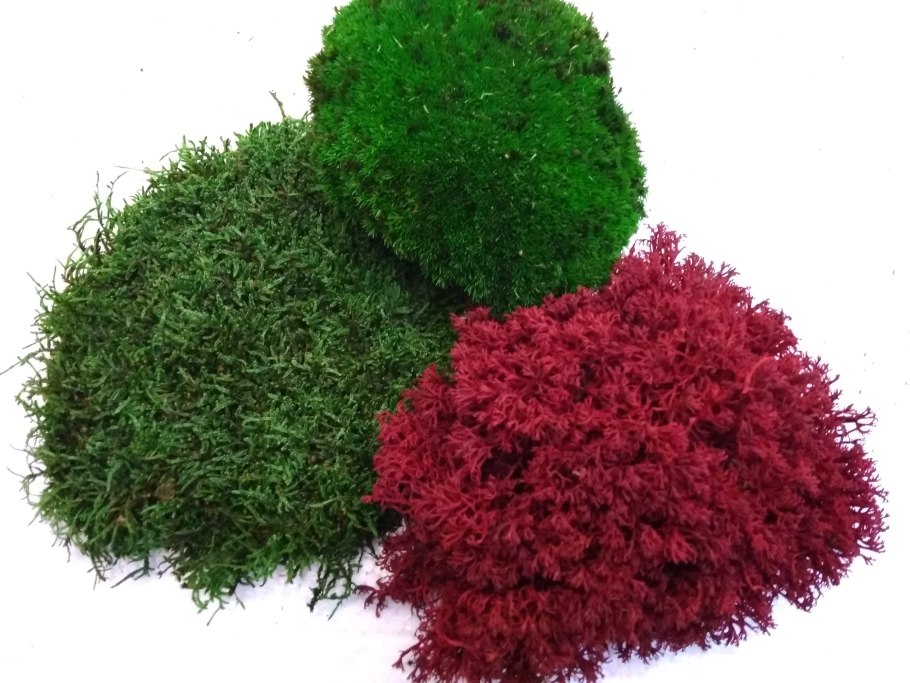 Камнеломка Фламинго