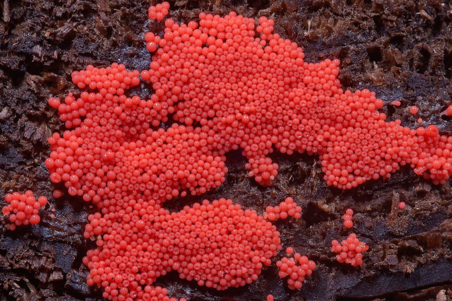 Красный цвет в природе