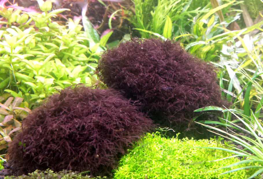 Калоглосса (caloglossa beccarii)