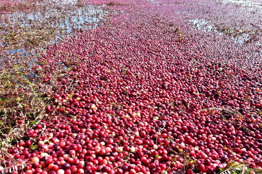 Раскидистая клюква