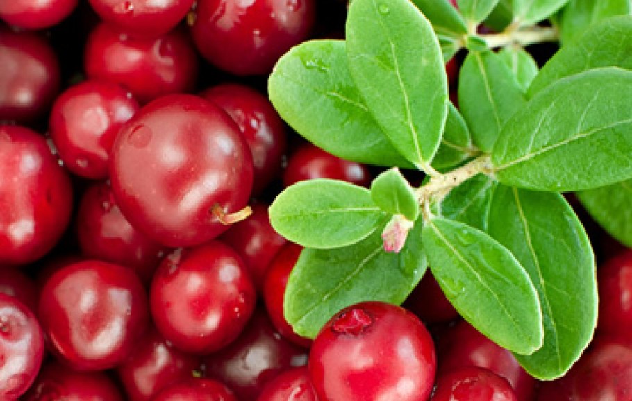 Клюква и облепиха