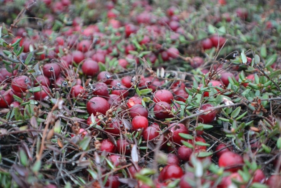 Клюква Болотная ягода