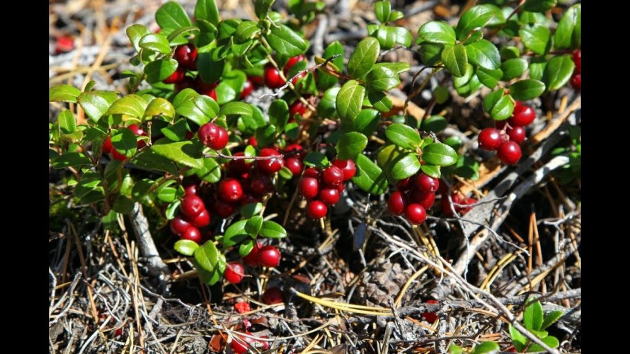 Брусника вечнозеленое растение