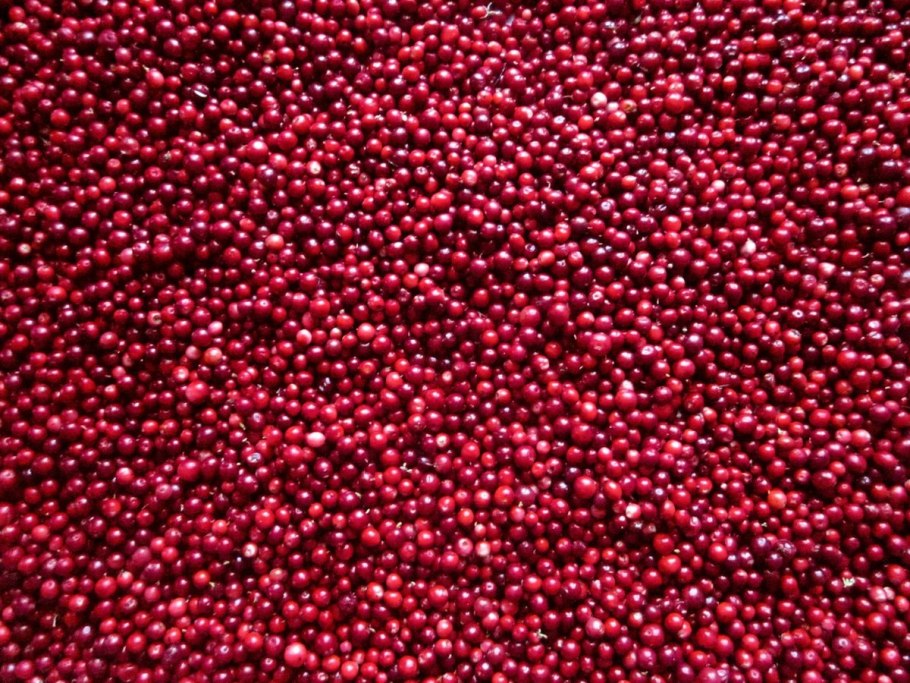 Брусника россыпью